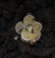/album/moja-zbierka/my-pinguicula-esseriana-1-jpg/